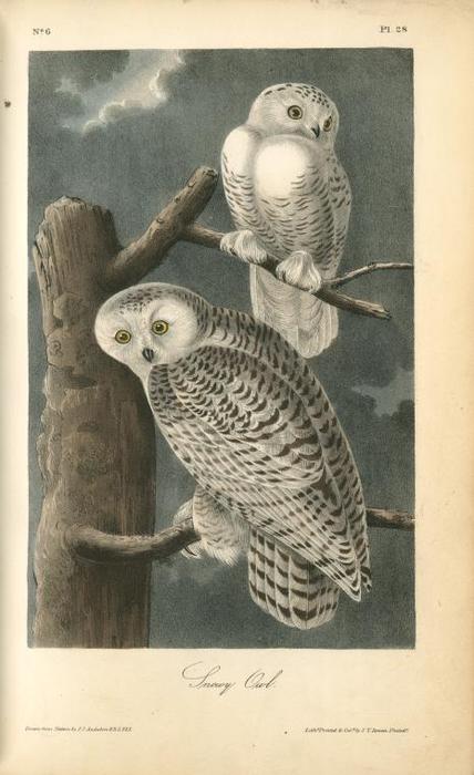Wikioo.org - The Encyclopedia of Fine Arts - Painting, Artwork by John James Audubon - Snowy Owl
