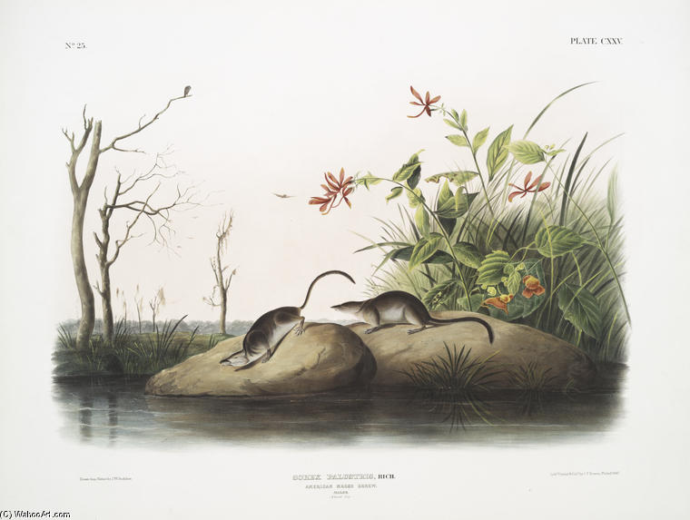 WikiOO.org – 美術百科全書 - 繪畫，作品 John James Audubon - 鼩沼泽，沼泽美国驯悍记。男性。自然大小