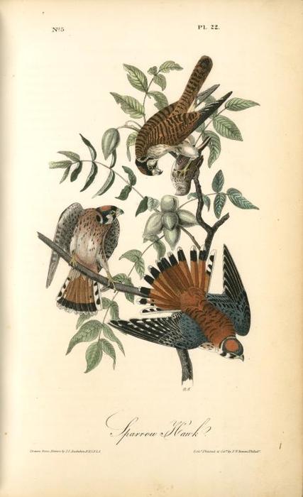 WikiOO.org - Encyclopedia of Fine Arts - Lukisan, Artwork John James Audubon - Sparrow Hawk