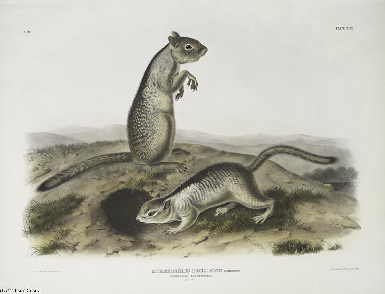 Wikioo.org - สารานุกรมวิจิตรศิลป์ - จิตรกรรม John James Audubon - Spermophilus Douglassii, Douglasse's Spermophile. Natural size