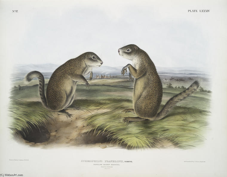Wikioo.org – L'Encyclopédie des Beaux Arts - Peinture, Oeuvre de John James Audubon - Spermophilus franklinii, Marmot écureuil de Franklin