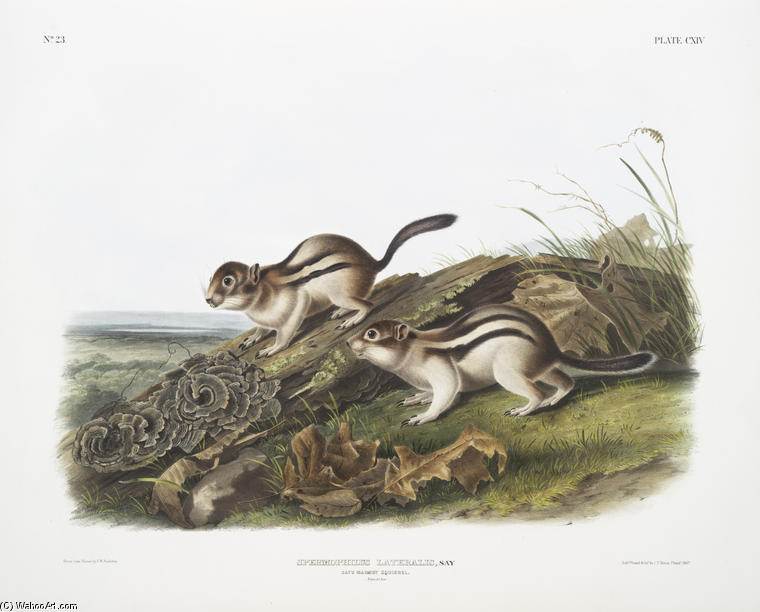 Wikioo.org – L'Enciclopedia delle Belle Arti - Pittura, Opere di John James Audubon - Spermophilus lateralis, di Say Marmot Squirrel. Dimensioni naturali
