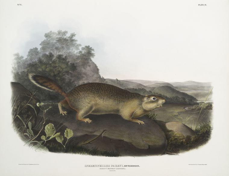 WikiOO.org – 美術百科全書 - 繪畫，作品 John James Audubon - 达乌尔Parryi，帕里的旱獭松鼠。自然大小