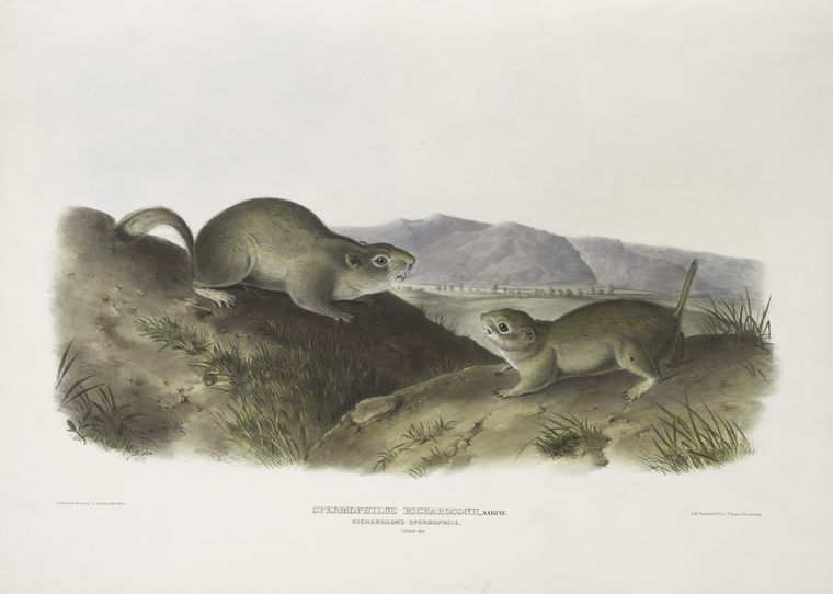 Wikioo.org - The Encyclopedia of Fine Arts - Painting, Artwork by John James Audubon - Spermophilus Richardsonii, Richardson's Spermophile. Natural size
