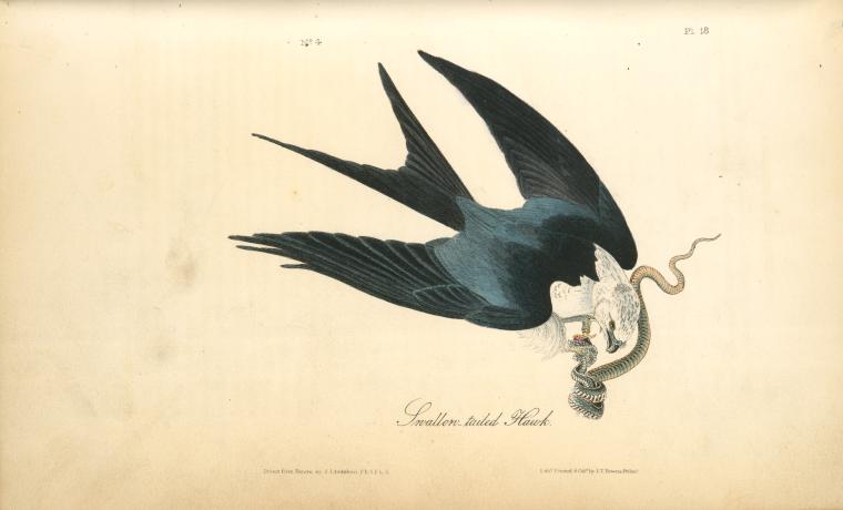 WikiOO.org - Енциклопедия за изящни изкуства - Живопис, Произведения на изкуството John James Audubon - Swallow-tailed Hawk
