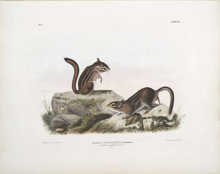 Wikoo.org - موسوعة الفنون الجميلة - اللوحة، العمل الفني John James Audubon - Tamias Townsendii, Townsend's Ground Squirrel
