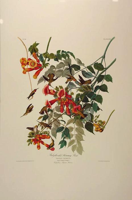 Wikioo.org - The Encyclopedia of Fine Arts - Painting, Artwork by John James Audubon - The Ruby Throated Humming Bird