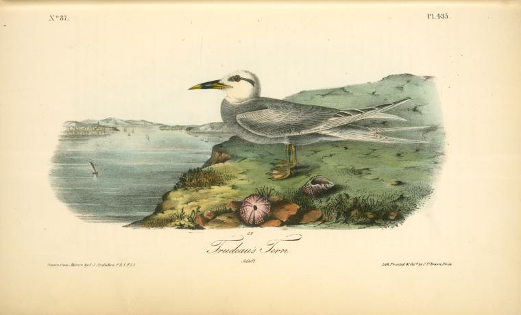 WikiOO.org - 百科事典 - 絵画、アートワーク John James Audubon - Trudeasのアジサシ。アダルト