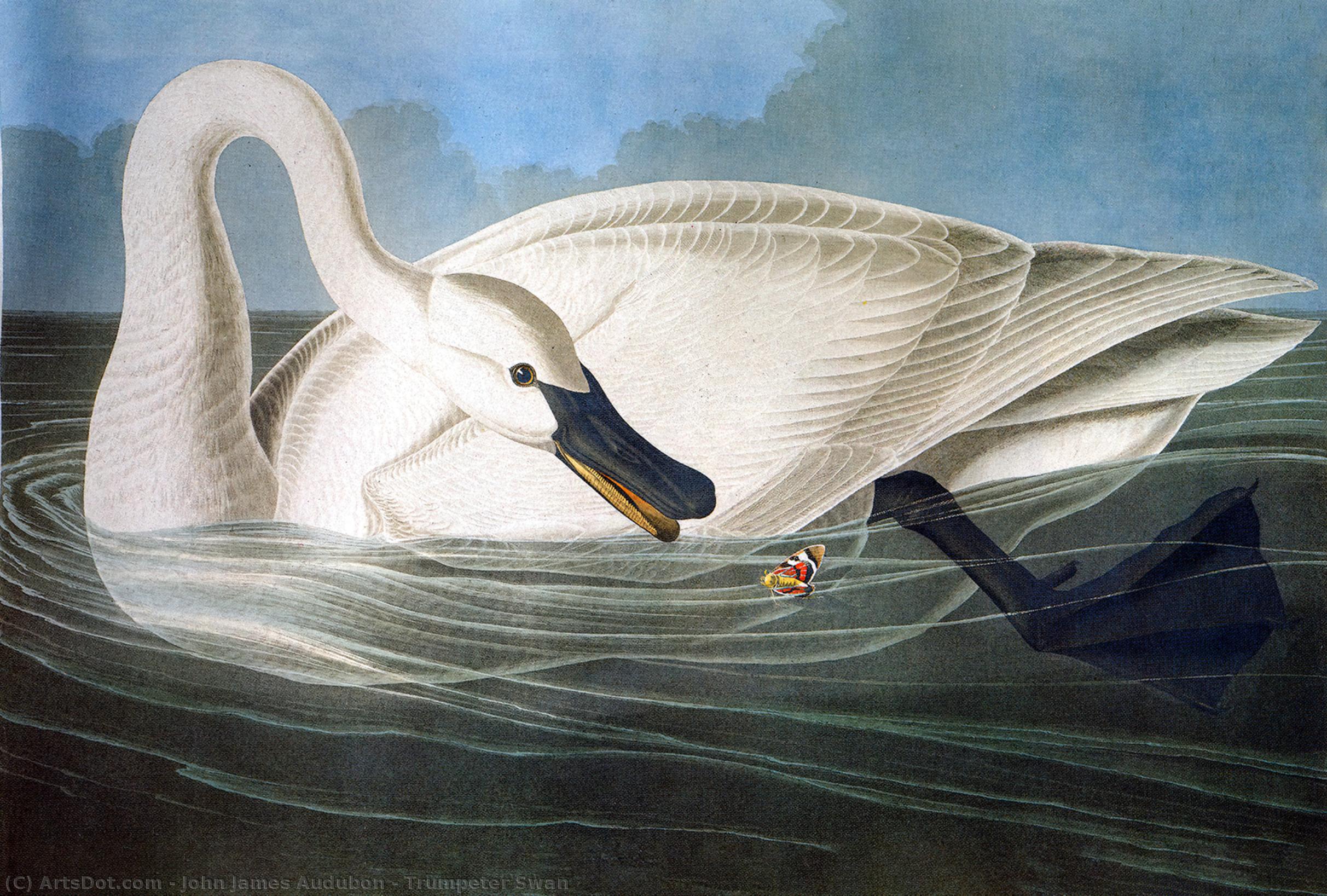 WikiOO.org – 美術百科全書 - 繪畫，作品 John James Audubon - 吹号天鹅