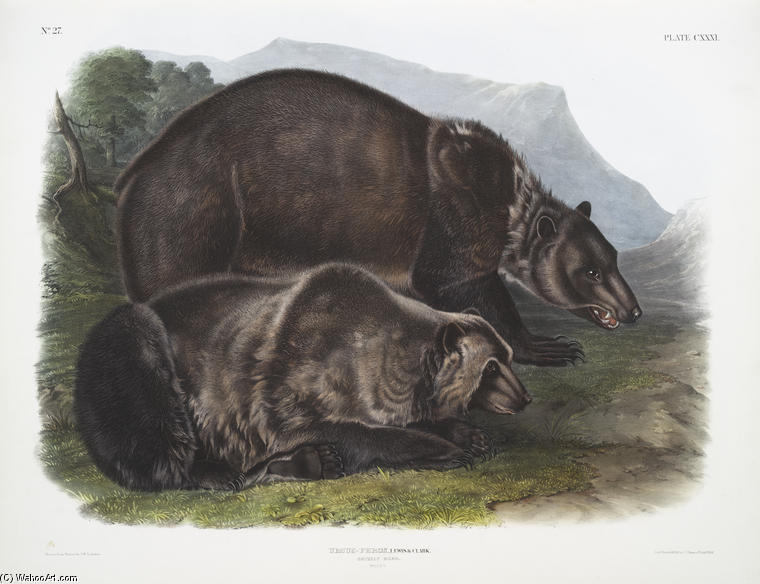 Wikioo.org - The Encyclopedia of Fine Arts - Painting, Artwork by John James Audubon - Ursus ferox, Grizzly Bear. Males