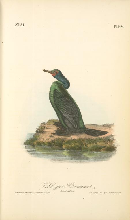 WikiOO.org - Enciklopedija dailės - Tapyba, meno kuriniai John James Audubon - Violet-green Cormorant. Female in Winter