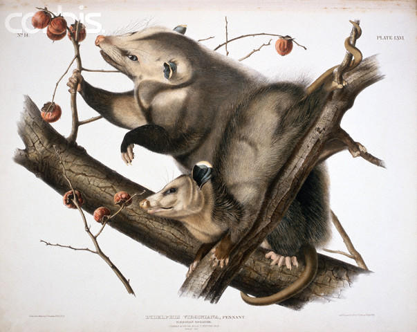 Wikioo.org - The Encyclopedia of Fine Arts - Painting, Artwork by John James Audubon - Virginian Opossum from The Viviparous Quadrupeds