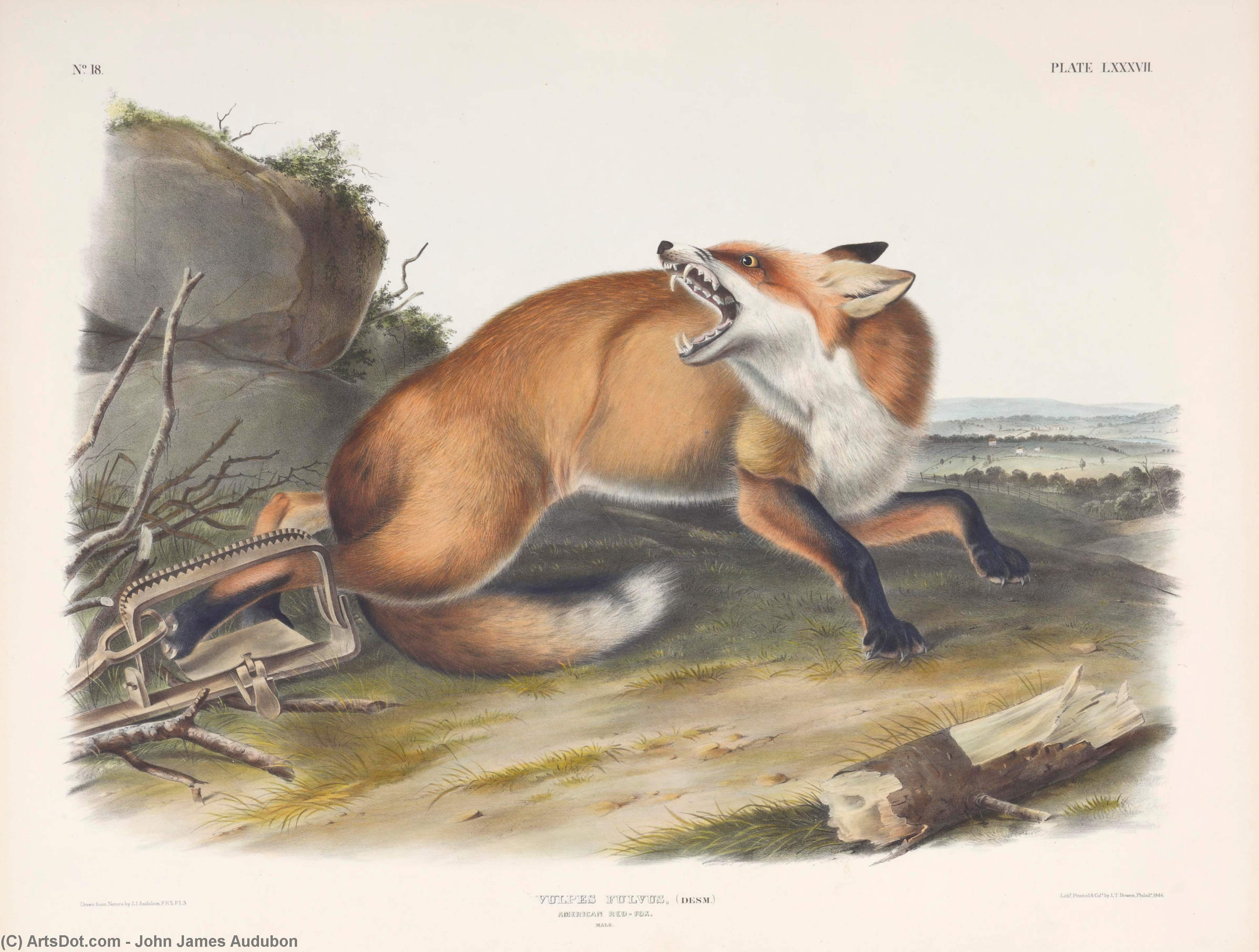 WikiOO.org - Encyclopedia of Fine Arts - Maalaus, taideteos John James Audubon - Vulpes Fulvus, American Red-Fox