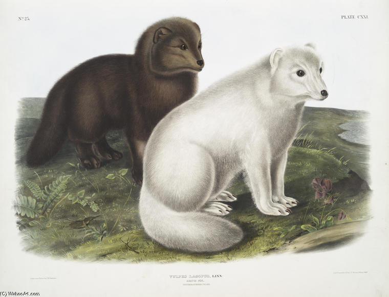 WikiOO.org - Encyclopedia of Fine Arts - Maalaus, taideteos John James Audubon - Vulpes lagopus, Arctic Fox. Winter & Summer pelage