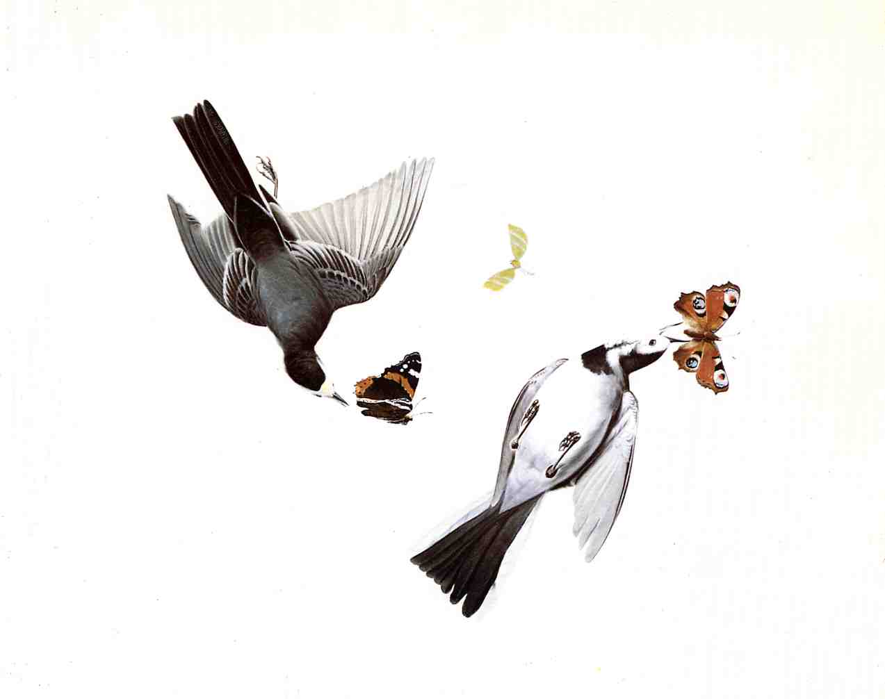 Wikioo.org - The Encyclopedia of Fine Arts - Painting, Artwork by John James Audubon - Wagtails