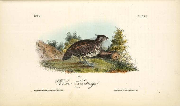 Wikioo.org - Die Enzyklopädie bildender Kunst - Malerei, Kunstwerk von John James Audubon - Willkommen Partridge. Jung