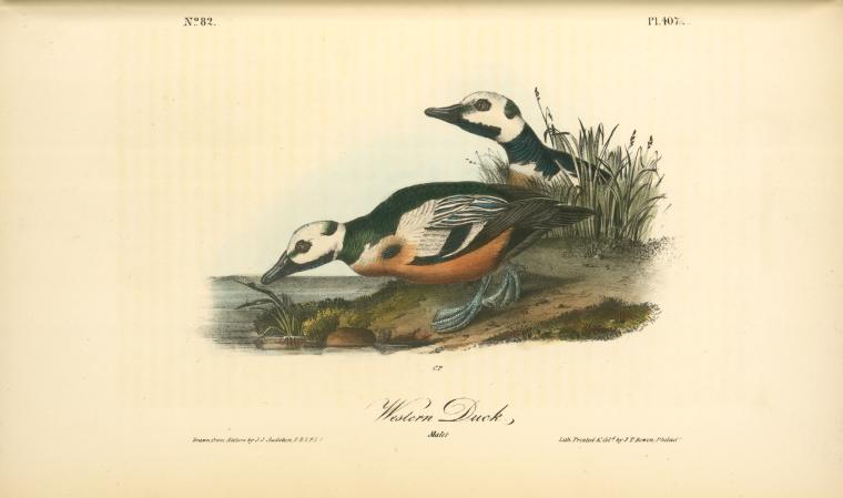 Wikioo.org – L'Enciclopedia delle Belle Arti - Pittura, Opere di John James Audubon - Anatra occidentale. Maschi