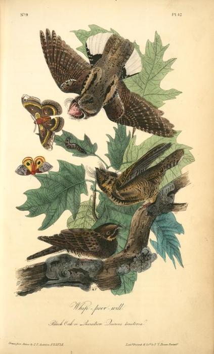 Wikioo.org – L'Enciclopedia delle Belle Arti - Pittura, Opere di John James Audubon - Whip-poor-will