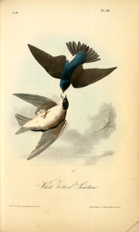 Wikioo.org - The Encyclopedia of Fine Arts - Painting, Artwork by John James Audubon - Whit-bellied Swallow