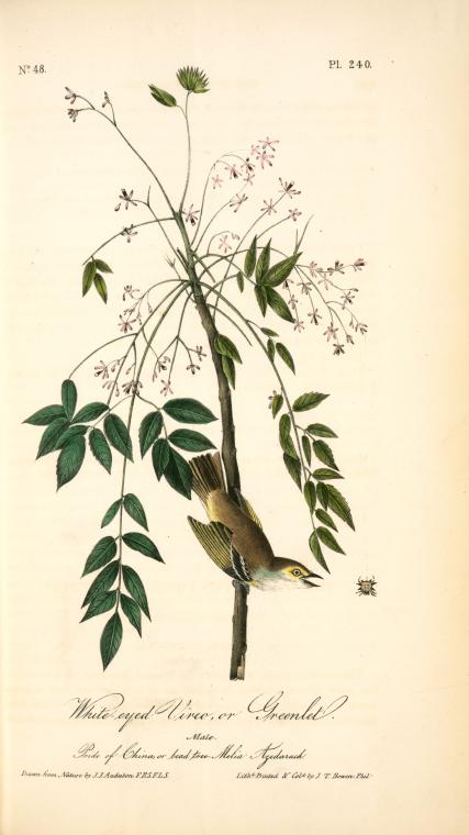 WikiOO.org - Enciklopedija dailės - Tapyba, meno kuriniai John James Audubon - White-eyed Vireo, or Greenlet. Male. (Pride of China, or bead tree. Melia Azedarach.)