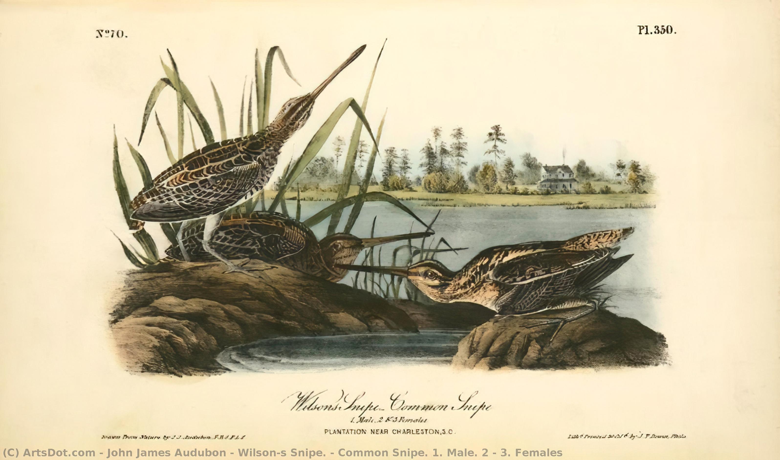 WikiOO.org - Encyclopedia of Fine Arts - Maalaus, taideteos John James Audubon - Wilson's Snipe. - Common Snipe. 1. Male. 2 ^ 3. Females
