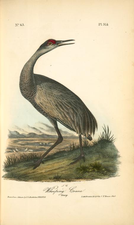 Wikioo.org - The Encyclopedia of Fine Arts - Painting, Artwork by John James Audubon - Wooping Crane. Young