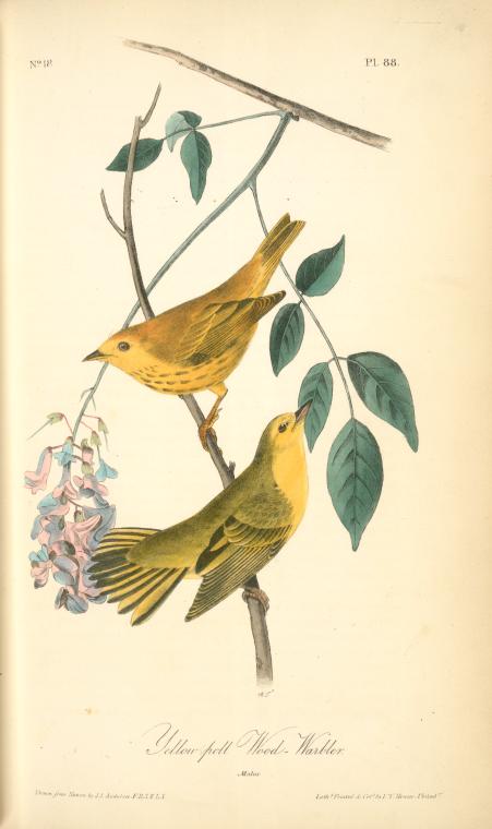 Wikioo.org - The Encyclopedia of Fine Arts - Painting, Artwork by John James Audubon - Yellow-poll Warbler. Males