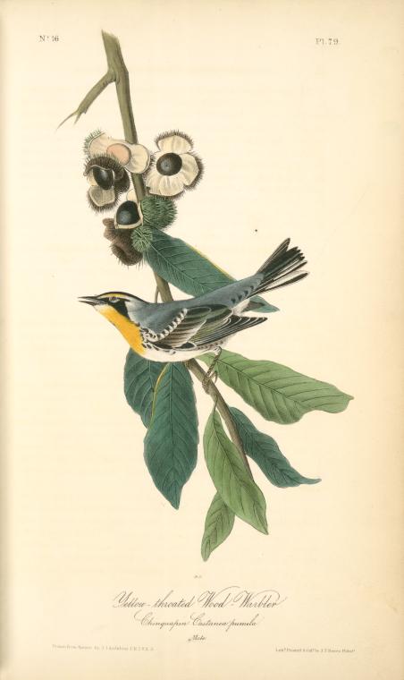 WikiOO.org - Enciklopedija dailės - Tapyba, meno kuriniai John James Audubon - Yellow-throated Wood-Warbler, male. (Chinquapin. Castanea pumila)