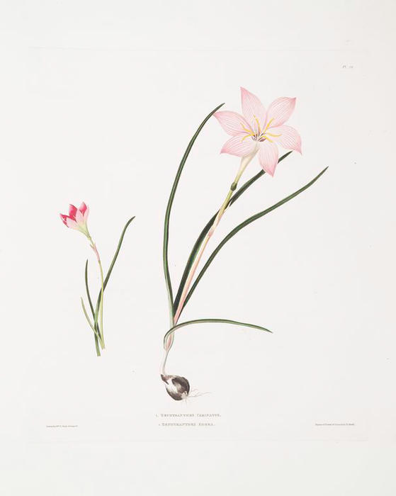 WikiOO.org - Енциклопедия за изящни изкуства - Живопис, Произведения на изкуството Robert Havell - 1. Zephyranthes carinatus. 2. Zephyranthes rosea.