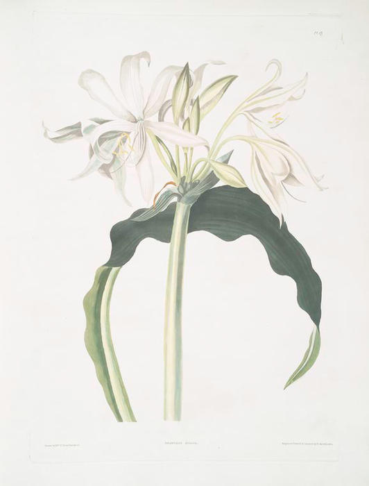 Wikioo.org - The Encyclopedia of Fine Arts - Painting, Artwork by Robert Havell - Amaryllis aulica
