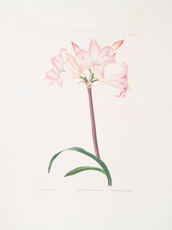 Wikioo.org - The Encyclopedia of Fine Arts - Painting, Artwork by Robert Havell - Amaryllis belladonna