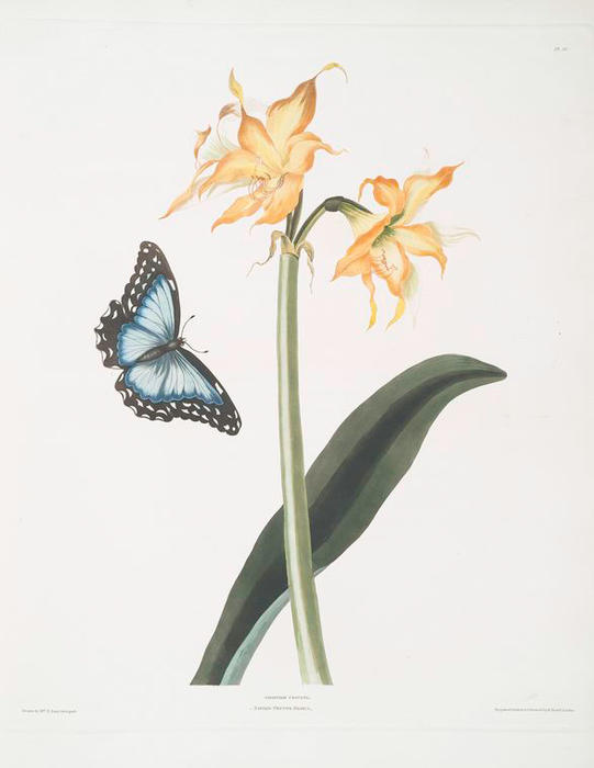 WikiOO.org - 백과 사전 - 회화, 삽화 Robert Havell - Amaryllis crocata - Papilio nestor branil