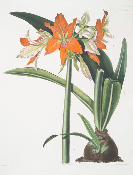 Wikioo.org - The Encyclopedia of Fine Arts - Painting, Artwork by Robert Havell - Amaryllis fulgida