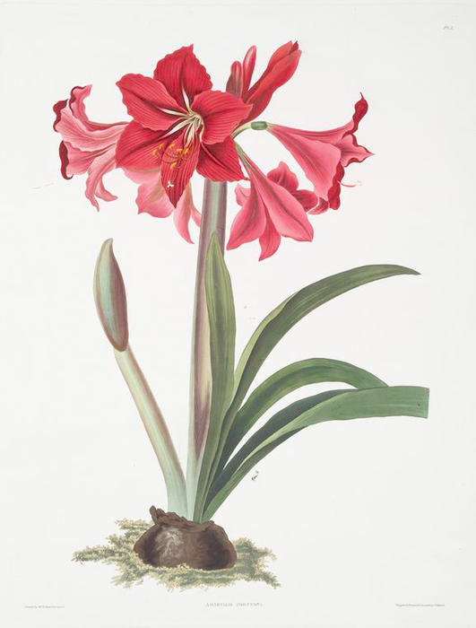 Wikioo.org - The Encyclopedia of Fine Arts - Painting, Artwork by Robert Havell - Amaryllis Johnsoni
