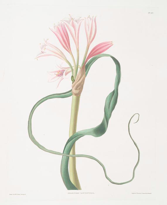 WikiOO.org - Enciklopedija dailės - Tapyba, meno kuriniai Robert Havell - Amaryllis longifolia (glauca)
