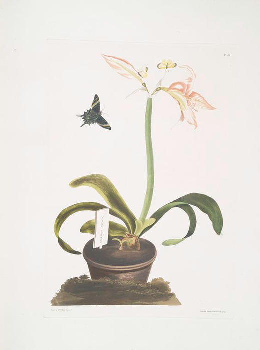 Wikioo.org - สารานุกรมวิจิตรศิลป์ - จิตรกรรม Robert Havell - Amaryllis miniata