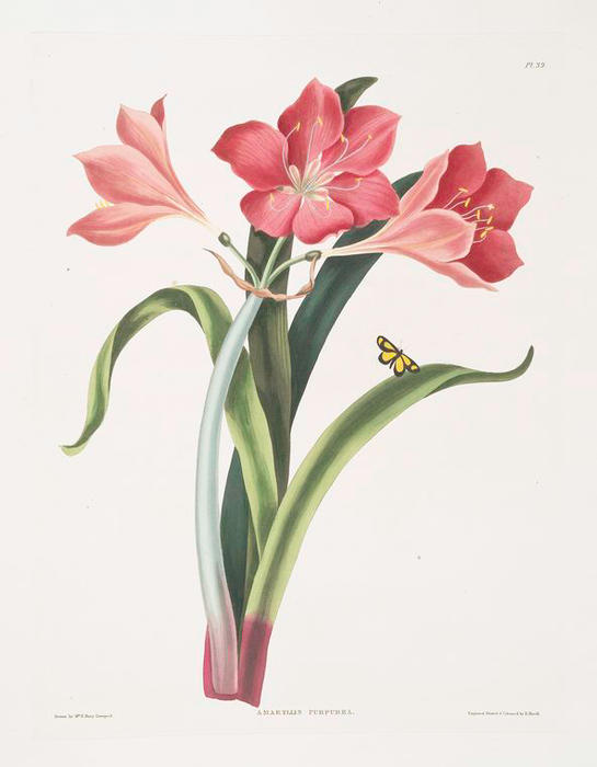 WikiOO.org - Encyclopedia of Fine Arts - Malba, Artwork Robert Havell - Amaryllis purpurea (major)