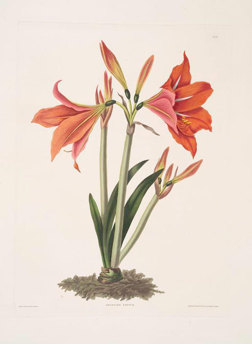 WikiOO.org - Encyclopedia of Fine Arts - Maľba, Artwork Robert Havell - Amaryllis reginaæ [Mexican Lily, Amaryllis]