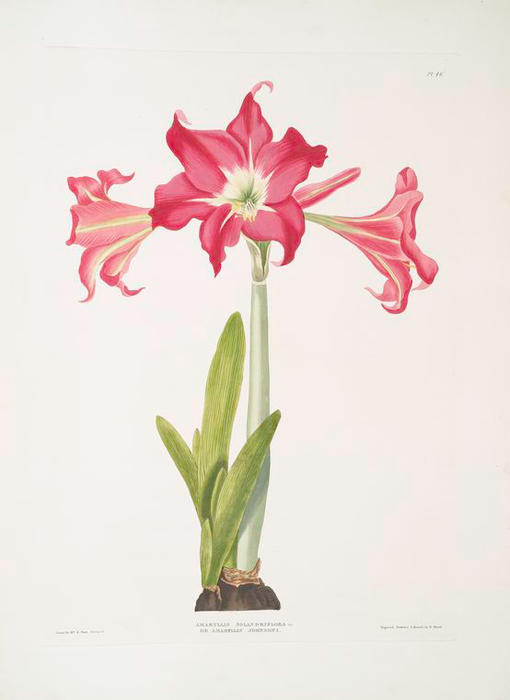 Wikioo.org - The Encyclopedia of Fine Arts - Painting, Artwork by Robert Havell - Amaryllis solandriflora var. or Amaryllis Johnsoni