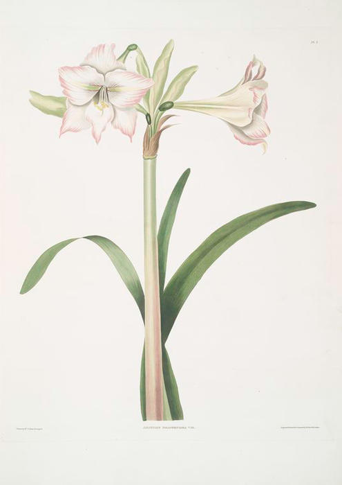 Wikioo.org – La Enciclopedia de las Bellas Artes - Pintura, Obras de arte de Robert Havell - Amaryllis solandriflora var