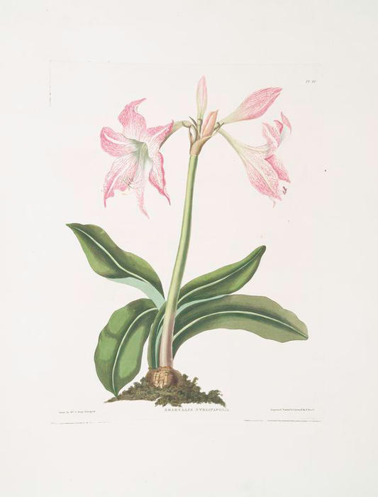 WikiOO.org - Encyclopedia of Fine Arts - Maľba, Artwork Robert Havell - Amaryllis steilatafolia