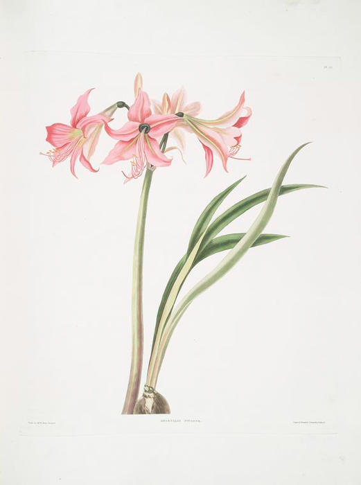 Wikioo.org - The Encyclopedia of Fine Arts - Painting, Artwork by Robert Havell - Amaryllis stilosa