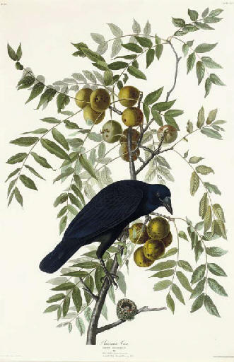 Wikioo.org - The Encyclopedia of Fine Arts - Painting, Artwork by Robert Havell - American Crow