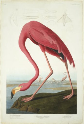 WikiOO.org - Енциклопедия за изящни изкуства - Живопис, Произведения на изкуството Robert Havell - American Flamingo