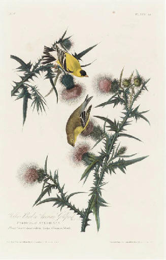 Wikioo.org - The Encyclopedia of Fine Arts - Painting, Artwork by Robert Havell - American Goldfinch