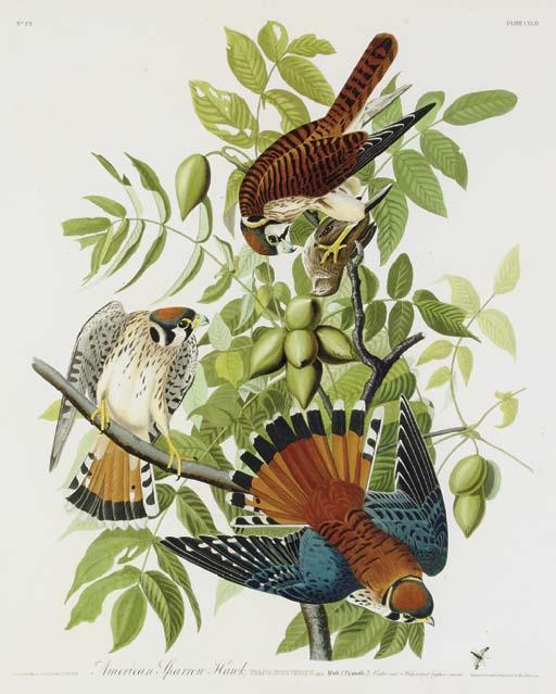 Wikioo.org – La Enciclopedia de las Bellas Artes - Pintura, Obras de arte de Robert Havell - Americana Sparrow Hawk