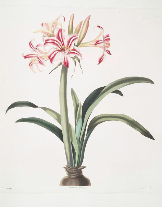 WikiOO.org - Encyclopedia of Fine Arts - Maľba, Artwork Robert Havell - Ameryllis superba (vittata)