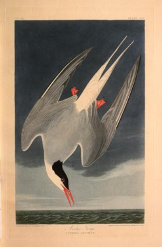 WikiOO.org – 美術百科全書 - 繪畫，作品 Robert Havell - 北极燕鸥