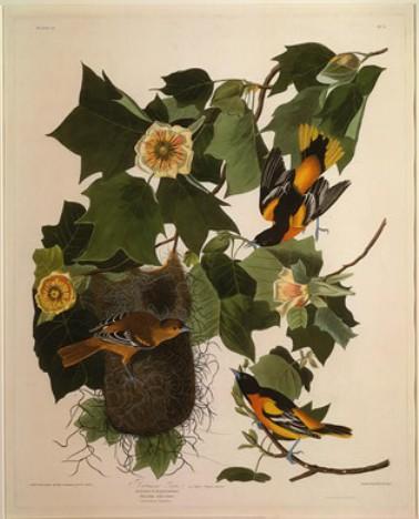 Wikioo.org - The Encyclopedia of Fine Arts - Painting, Artwork by Robert Havell - Baltimore Oriole