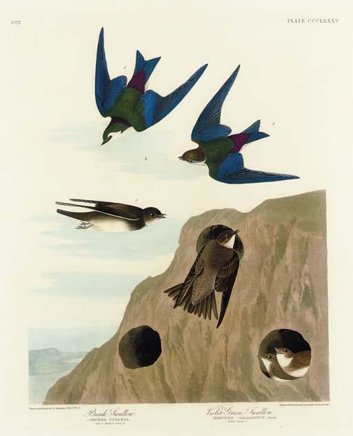 Wikioo.org - Bách khoa toàn thư về mỹ thuật - Vẽ tranh, Tác phẩm nghệ thuật Robert Havell - Bank Swallow. Violet-green Swallow